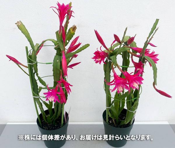 観葉植物/（わけあり特価）クジャクサボテン　赤〜ピンク系花　5号鉢植え｜engei｜05