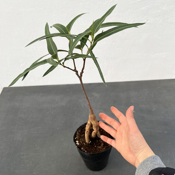 観葉植物 ブラキキトン(ボトルツリー) ポプル...の詳細画像4