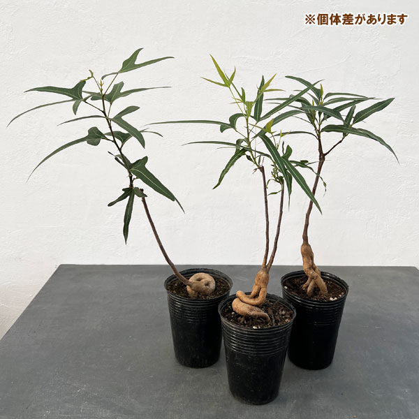 観葉植物 ブラキキトン(ボトルツリー) ポプル...の詳細画像5