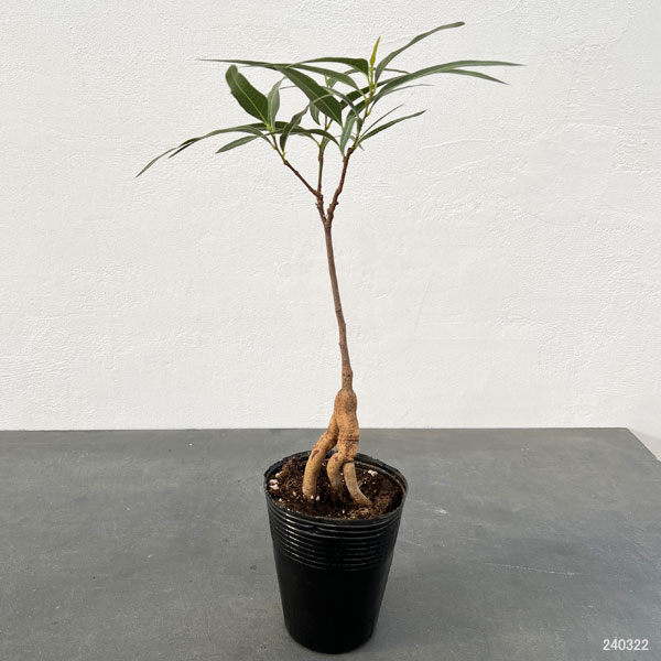 観葉植物 ブラキキトン(ボトルツリー) ポプル...の詳細画像1