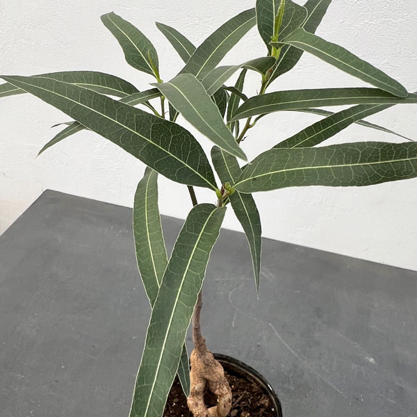 観葉植物 ブラキキトン(ボトルツリー) ポプル...の詳細画像2