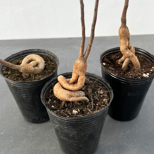 観葉植物 ブラキキトン(ボトルツリー) ポプル...の詳細画像3