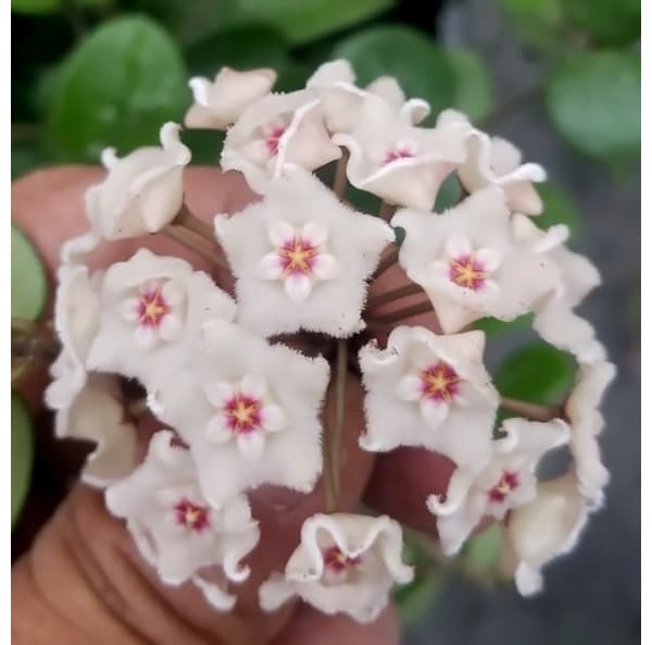 観葉植物 ホヤ マチルダ(セルペンス×カルノー...の詳細画像3