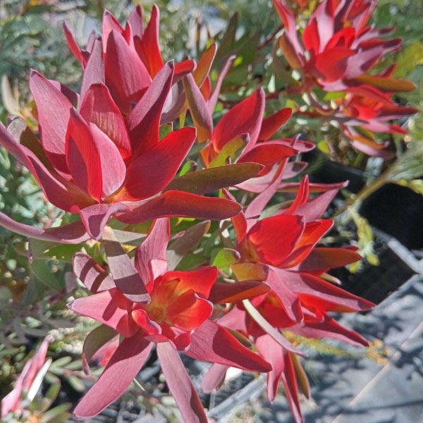 KYOです♪2点セット！イエローデビル　レッドデビル　リューカデンドロン 楽天市場】鉢花 観葉植物 選べる：リューカデンドロン*4号