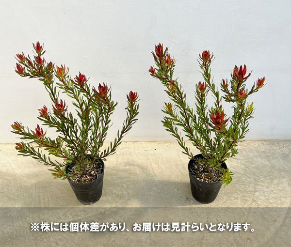 花木 庭木の苗 リューカデンドロン エイミー(...の詳細画像4