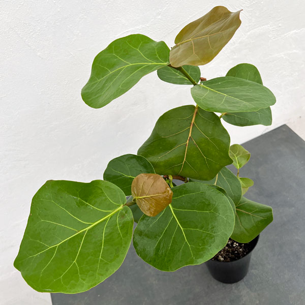 観葉植物 シーグレープ 6号鉢植えの詳細画像3