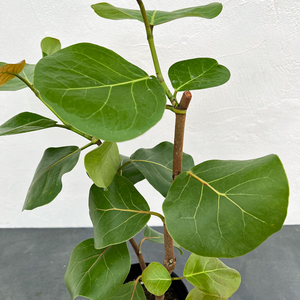 観葉植物 シーグレープ 6号鉢植えの詳細画像4