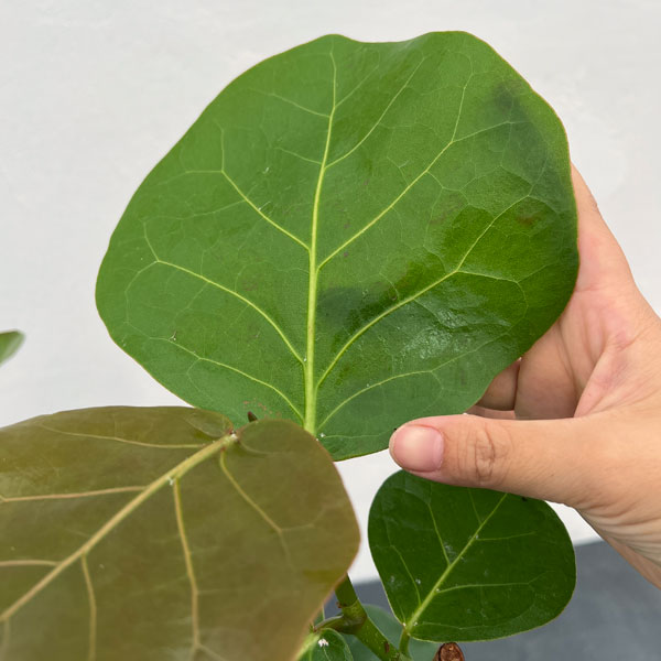 観葉植物 シーグレープ 6号鉢植えの詳細画像5