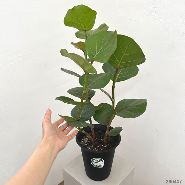 観葉植物 シーグレープ 6号鉢植えの詳細画像1