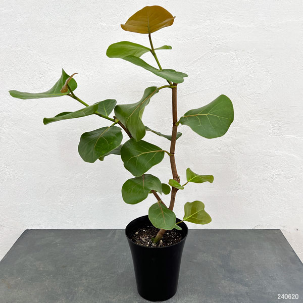 観葉植物 シーグレープ 6号鉢植えの詳細画像2