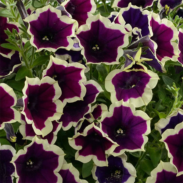 草花の苗 ペチュニア フェイマス マジェンタリ...の詳細画像4