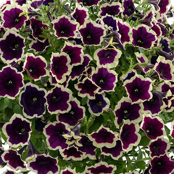 草花の苗 ペチュニア フェイマス マジェンタリ...の詳細画像5