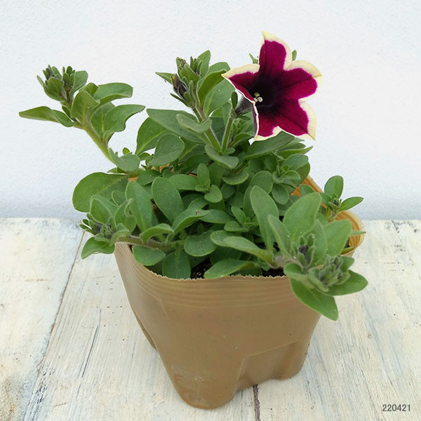 草花の苗 ペチュニア フェイマス マジェンタリ...の詳細画像1