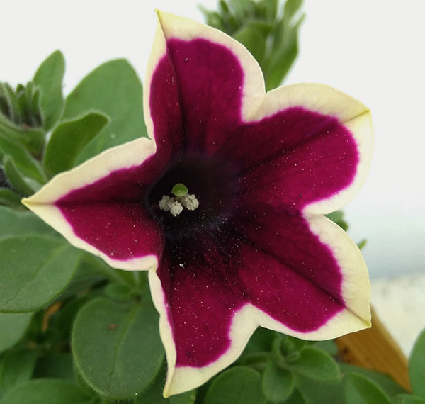 草花の苗 ペチュニア フェイマス マジェンタリ...の詳細画像2