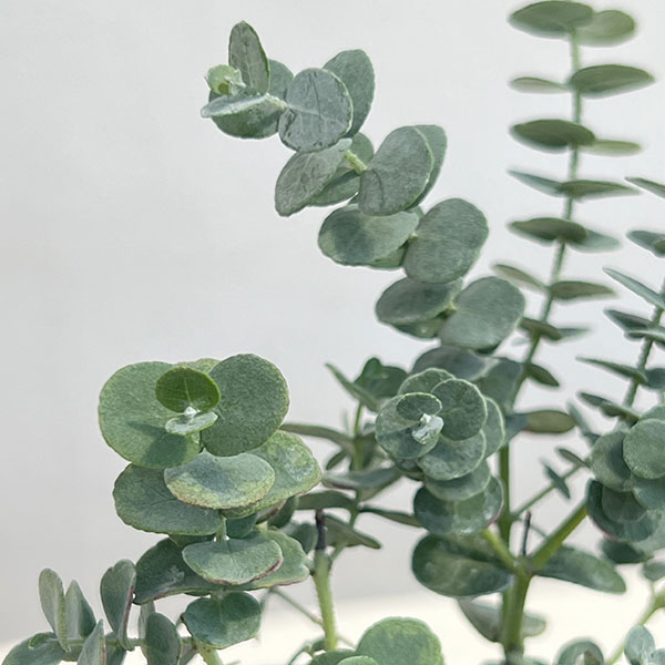 グニー ユーカリ苗のおすすめ人気商品一覧 通販 - Yahoo!ショッピング