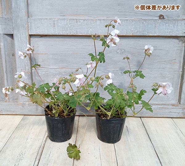 宿根草 ロックガーデンのおすすめ人気商品一覧 通販 - Yahoo!ショッピング