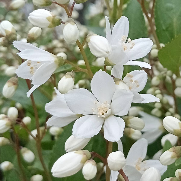 卯の花ウツギの花（花、ガーデニング）の商品一覧 通販 - Yahoo!ショッピング