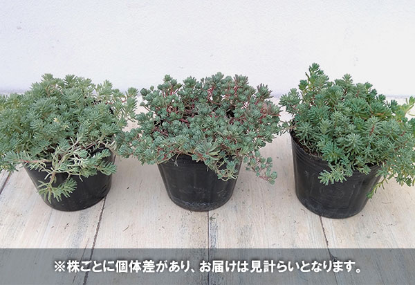 観葉植物 セダム パリダム斑入り3号ポットの詳細画像4