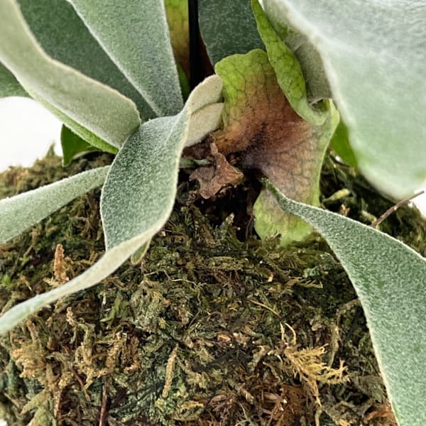 観葉植物 ビカクシダ(コウモリラン) ベイチー...の詳細画像1