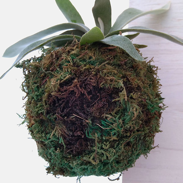 観葉植物 ビカクシダ(コウモリラン) ベイチー...の詳細画像2