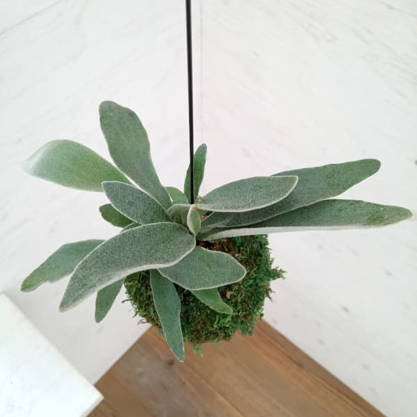 観葉植物 ビカクシダ(コウモリラン) ベイチー...の詳細画像3