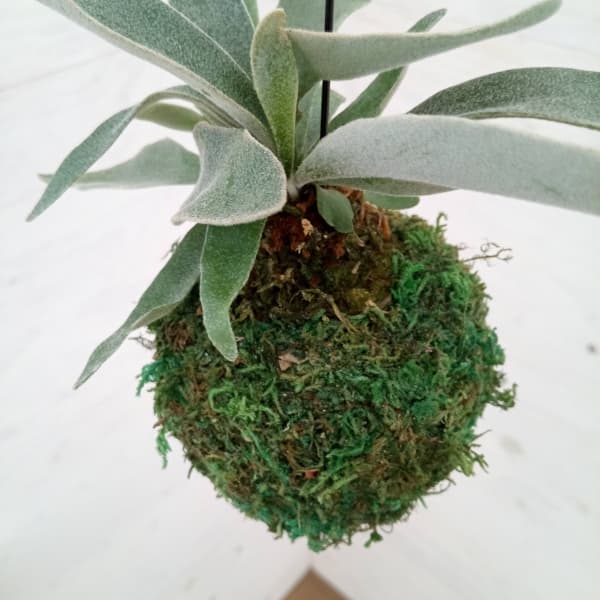 観葉植物 ビカクシダ(コウモリラン) ベイチー...の詳細画像4