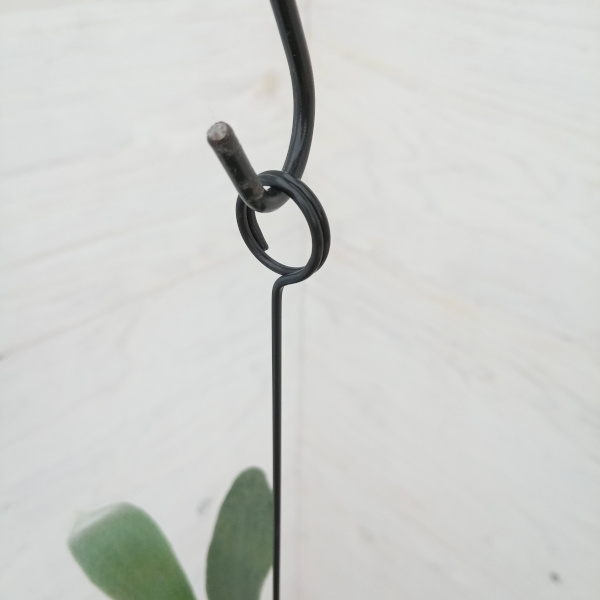 観葉植物 ビカクシダ(コウモリラン) ベイチー...の詳細画像5