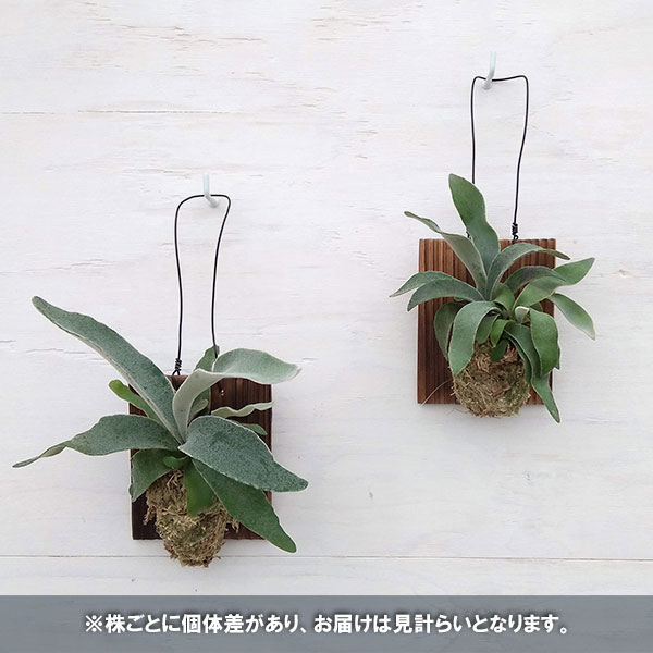 観葉植物/ビカクシダ（コウモリラン）： ベイチー　板付け仕立て｜engei｜07