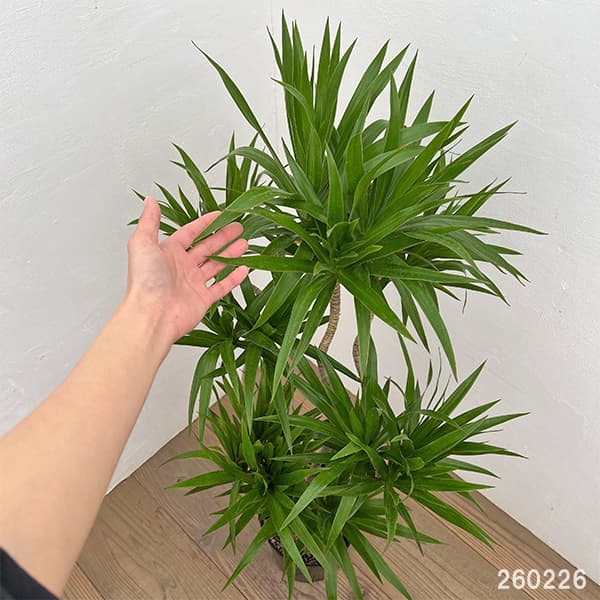 ドラセナナビー（花、ガーデニング）のおすすめ人気商品一覧 通販