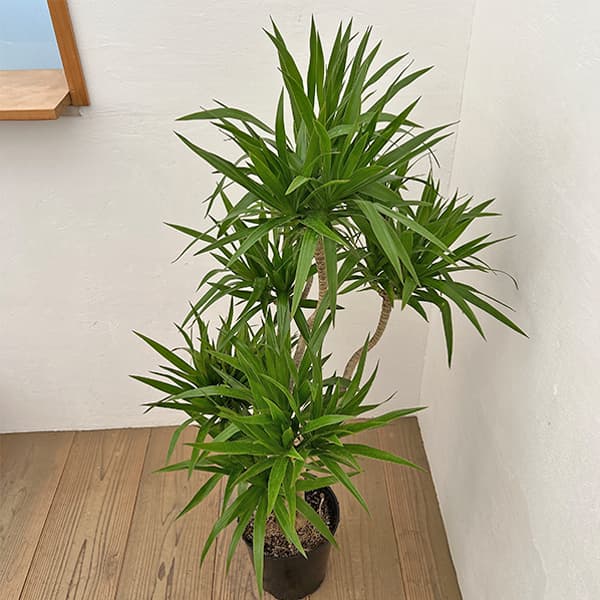 観葉植物 ドラセナ ナビ― 7号ポット |  | 01
