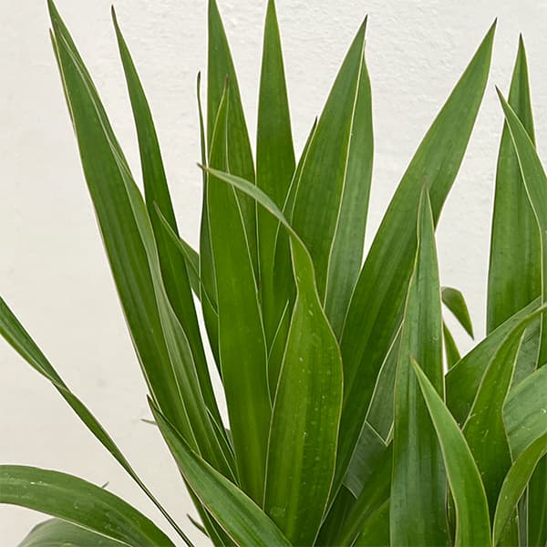観葉植物 ドラセナ ナビ― 7号ポット |  | 06