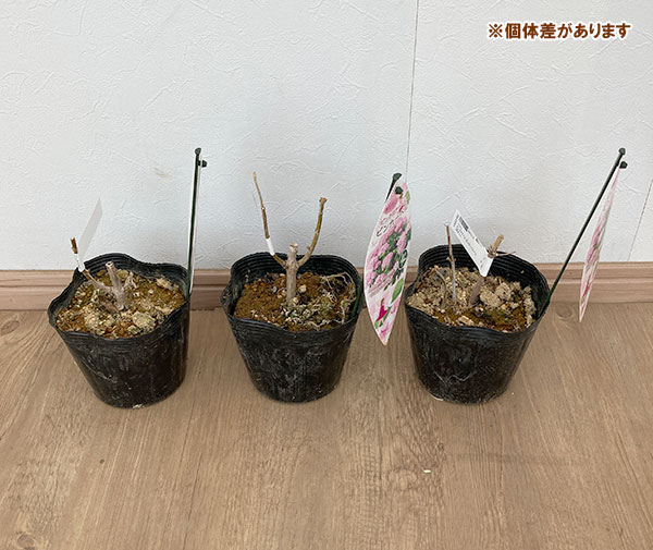 花木 庭木の苗/アジサイ（アメリカ）：ピンクアナベル ピンカーベル4.5-5号ポット｜engei｜10