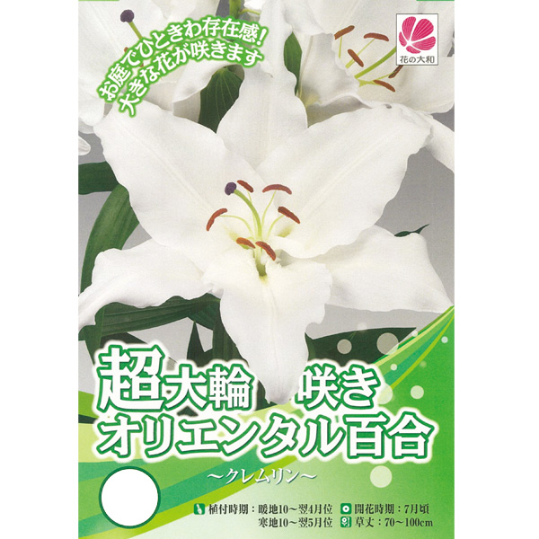 球根 26年10月中下旬予約 ユリ 超大輪オリ...の詳細画像1