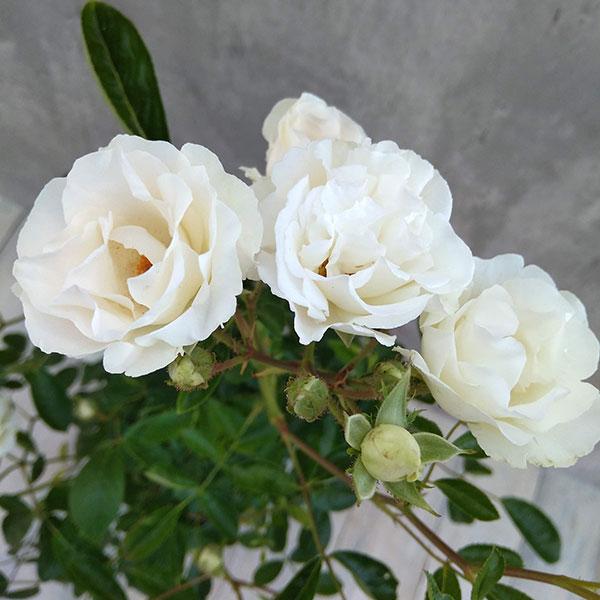 バラの苗/つるバラ：サマースノー6号鉢植え｜engei｜04