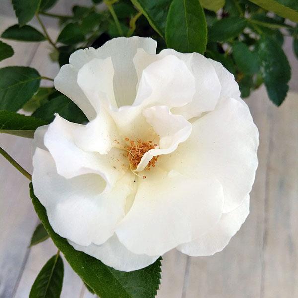 バラの苗/つるバラ：サマースノー6号鉢植え｜engei｜05