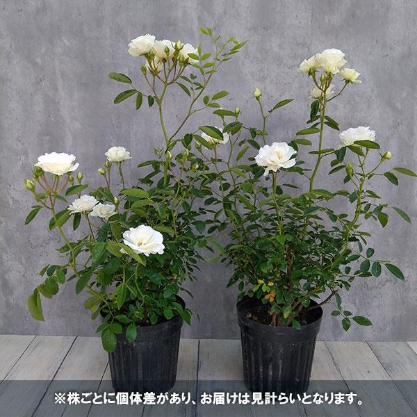 バラの苗/つるバラ：サマースノー6号鉢植え｜engei｜07