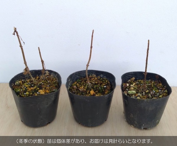 花木 庭木の苗 アジサイ（アメリカ） アナベル4〜5号ポット |  | 07