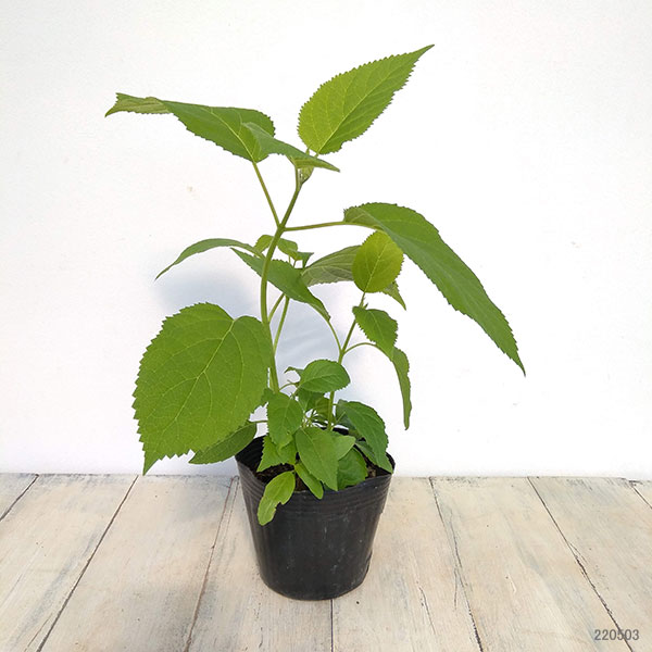 花木 庭木の苗 アジサイ（アメリカ） アナベル4〜5号ポット |  | 06