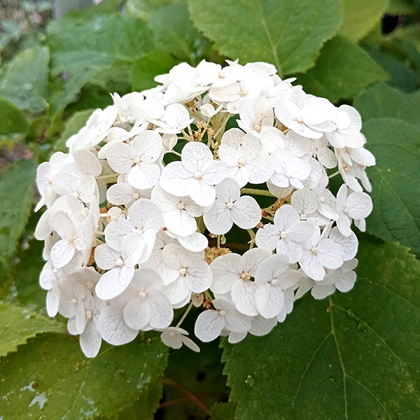 白紫陽花 しろあじさい 抜き苗2株 特価キャンペーン - 観葉植物