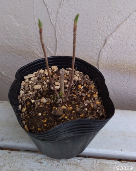 花木 庭木の苗 アジサイ（アメリカ） アナベル4〜5号ポット |  | 08