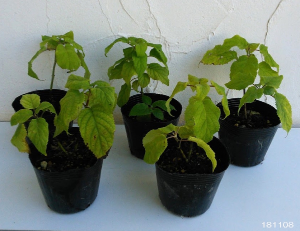 花木 庭木の苗 アジサイ（アメリカ） アナベル4〜5号ポット |  | 09