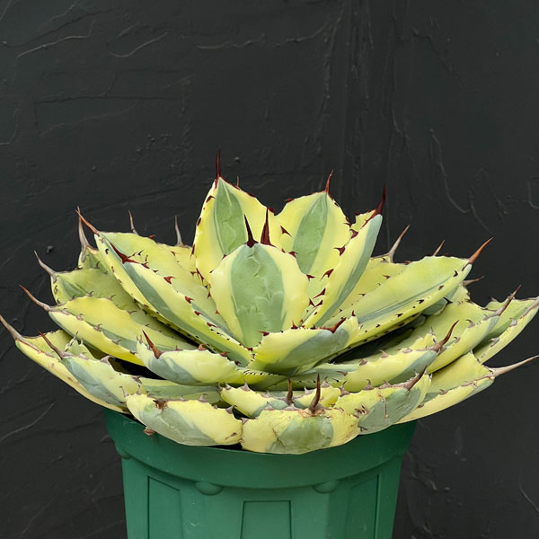 アガベ リュウゼツランのおすすめ人気商品一覧 通販 - Yahoo!ショッピング