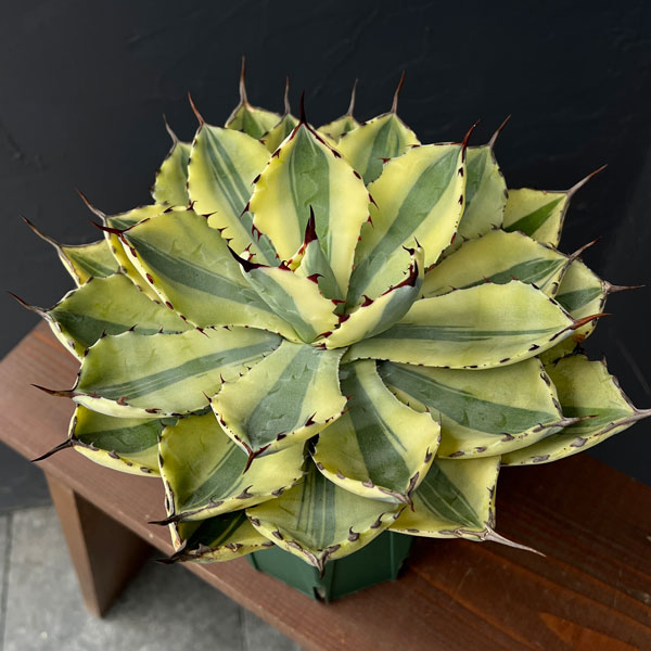 アガベ リュウゼツランのおすすめ人気商品一覧 通販 - Yahoo!ショッピング