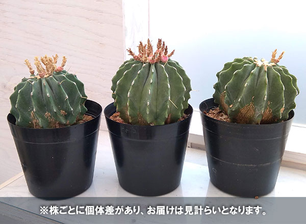 観葉植物 （わけあり特価）サボテン 王冠竜 5号 : 園芸ネット - 通販