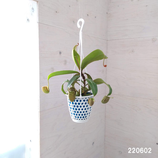 観葉植物 ネペンテス アンプラリア 4号吊り鉢の詳細画像2
