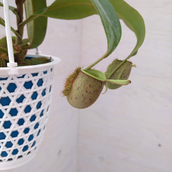 観葉植物 ネペンテス アンプラリア 4号吊り鉢の詳細画像3