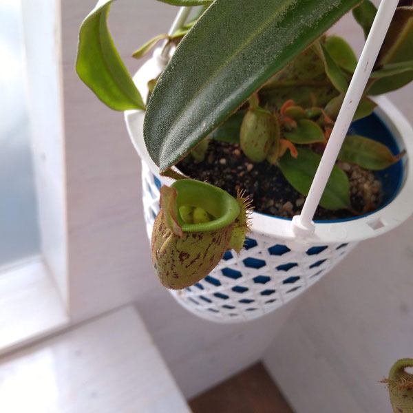 観葉植物 ネペンテス アンプラリア 4号吊り鉢の詳細画像4