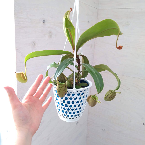 観葉植物 ネペンテス アンプラリア 4号吊り鉢の詳細画像5