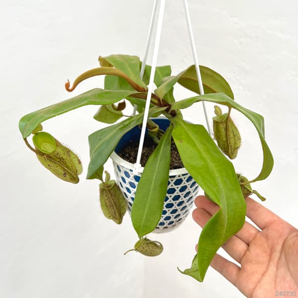 観葉植物 ネペンテス アンプラリア 4号吊り鉢の詳細画像1