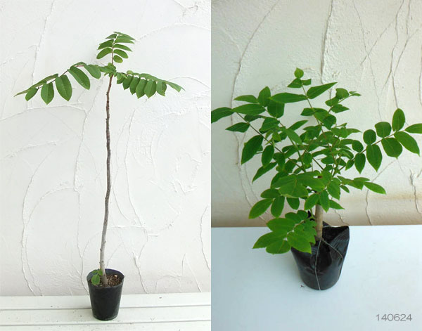 鬼クルミ 鬼クルミの木 約100cm 現品発送 特大植木苗木 大苗 果樹